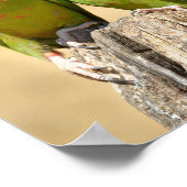 Mitred Parakeet auf der Holzpfeife Postkarte Poster (Ecke)