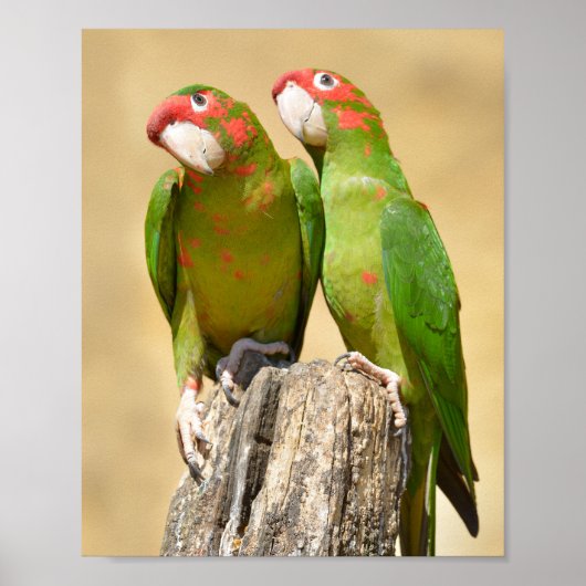 Mitred Parakeet auf der Holzpfeife Postkarte Poster (Vorne)