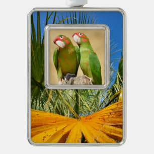 Mitred Parakeet auf der Holzpfeife Postkarte Rahmen-Ornament Silber