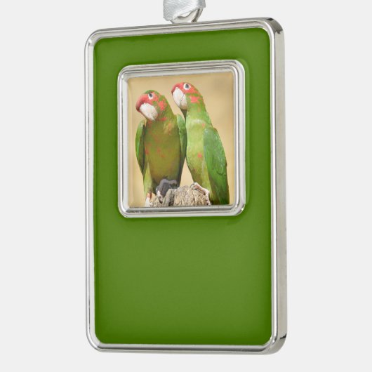 Mitred Parakeet auf der Holzpfeife Postkarte Rahmen-Ornament Silber (Links)