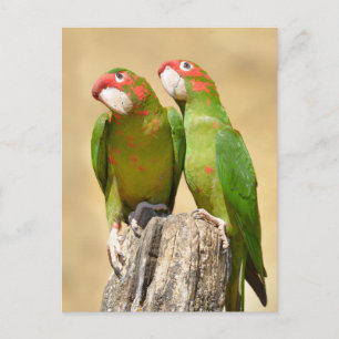 Mitred Parakeet auf Holzpfosten Postkarte