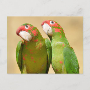 Mitred Parakeet auf Holzpost Postkarte