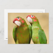 Mitred Parakeet auf Holzpost Postkarte (Vorne/Hinten)