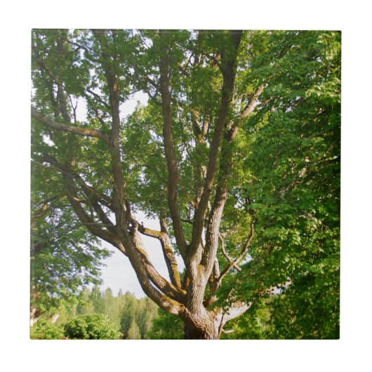 Mitsommernes Licht Småland Fliese (Vorderseite)