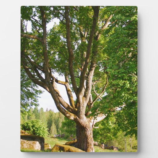 Mitsommernes Licht Småland Fotoplatte (Vorderseite)