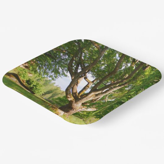 Mitsommernes Licht Småland Pappteller (Gewinkelt)