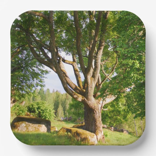 Mitsommernes Licht Småland Pappteller (Vorderseite)