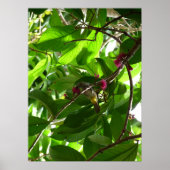 Mittagessen am Baum Poster (Vorne)