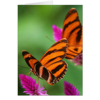 Mittagessen für zwei