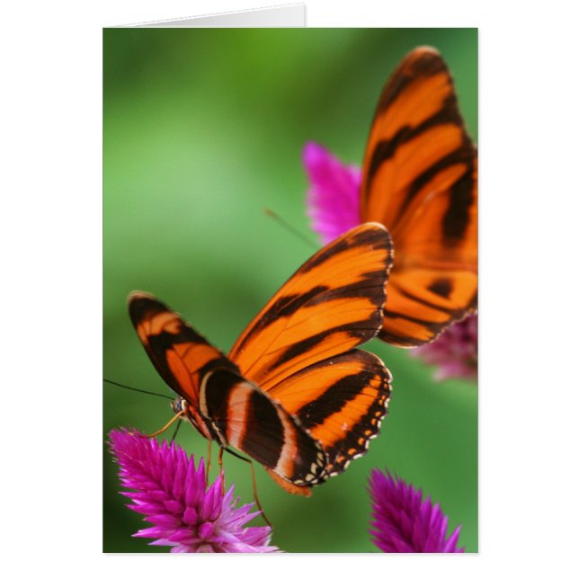 Mittagessen für zwei (Vorne)