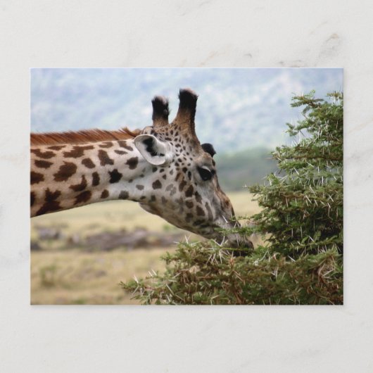 Mittagessen im Acacia Tree - Postkarte (Vorderseite)