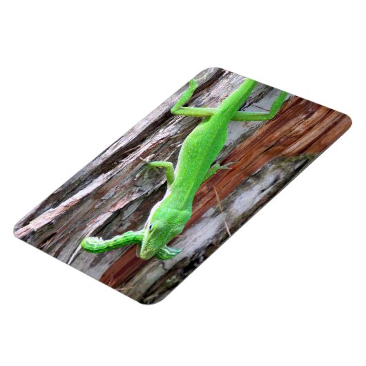 Mittagessen jemand? Green Anole (Lizard) Magnet (Linke Seite)