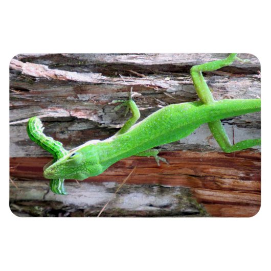Mittagessen jemand? Green Anole (Lizard) Magnet (Horizontal)