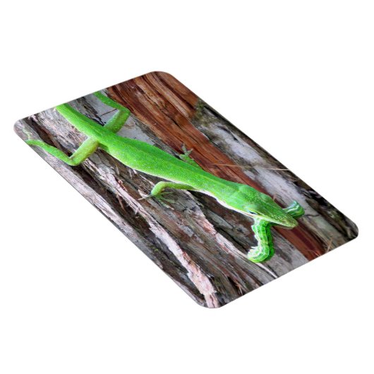 Mittagessen jemand? Green Anole (Lizard) Magnet (Rechte Seite)