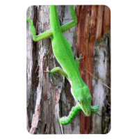 Mittagessen jemand? Green Anole (Lizard) Magnet