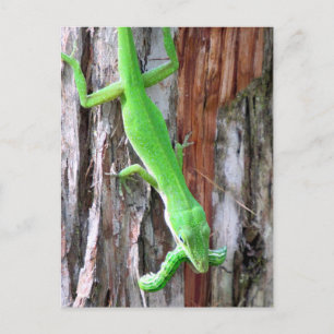 Mittagessen jemand?  Grüne Anole (Lizard) Postkarte