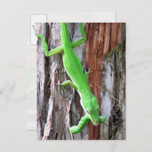 Mittagessen jemand? Grüne Anole (Lizard) Postkarte (Vorne/Hinten)