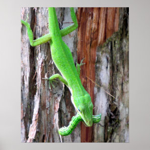 Mittagessen jemand? Grünes Anole (Lizard) Poster