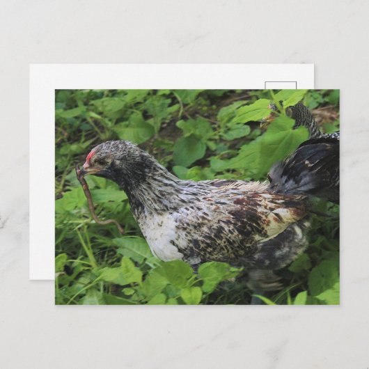 Mittagessen Postkarte (Vorne/Hinten)