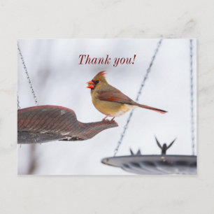 Mittags von Kardinälen Vielen Dank, Postkarte