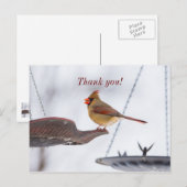 Mittags von Kardinälen Vielen Dank, Postkarte (Vorne/Hinten)