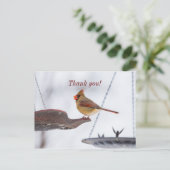 Mittags von Kardinälen Vielen Dank, Postkarte (Stehend Vorderseite)