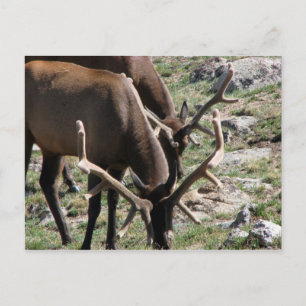 Mittagszeit Postkarte