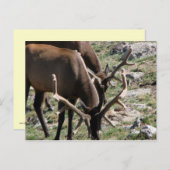 Mittagszeit Postkarte (Vorne/Hinten)