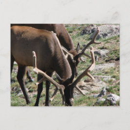 Mittagszeit Postkarte