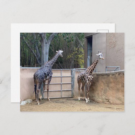 Mittagszeit Postkarte (Vorne/Hinten)