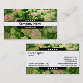 Mitte Band 5 Spots - Sedum "Herbstfreude" Visitenkarte (Vorne/Hinten)