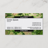 Mitte Band 5 Spots - Sedum "Herbstfreude" Visitenkarte (Rückseite)