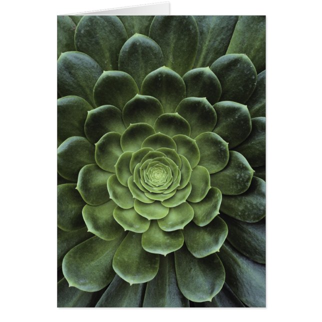 Mitte des Kaktus (Vorne)