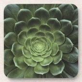 Mitte des Kaktus Getränkeuntersetzer (Vorderseite)