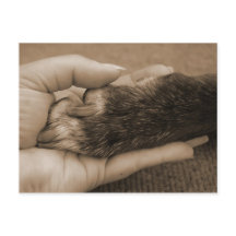 Mitteilung des neuen Familienmitglieds