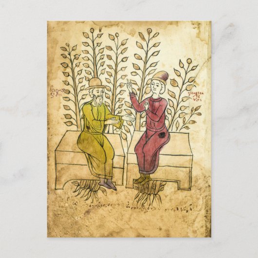 Mittelalterliches Kräutermanuskript, echtes Foto P Postkarte (Vorderseite)