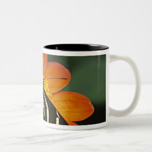 Mittelamerika, Costa Rica, Selva Verde Zweifarbige Tasse