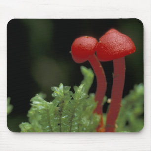 Mittelamerika, Panama, Provinz Chiriqui, 2 Mousepad