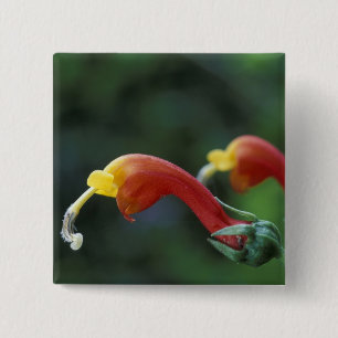 Mittelamerika, Panama, Provinz Chiriqui, Button