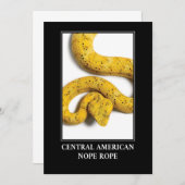 Mittelamerikanischer Papagei - Gefahr durch Viper Einladung (Vorne/Hinten)