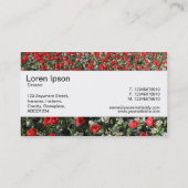 Mittelband - Rote Tulips und Primrosen Visitenkarte (Rückseite)