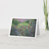 Mittelmeer Buckthorn, Rhamnus Alaternus Pflanze Karte (Vorderseite)