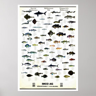 Mittelmeer Fisch Vintag Repro. Drucken Poster