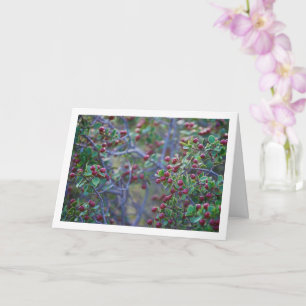 Mittelmeer-Kreuzdorn, Rhamnus Alaternus Pflanze Karte