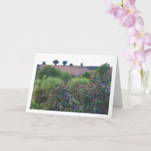 Mittelmeerküstendorn, Rhamnus Alaternus Pflanze Karte