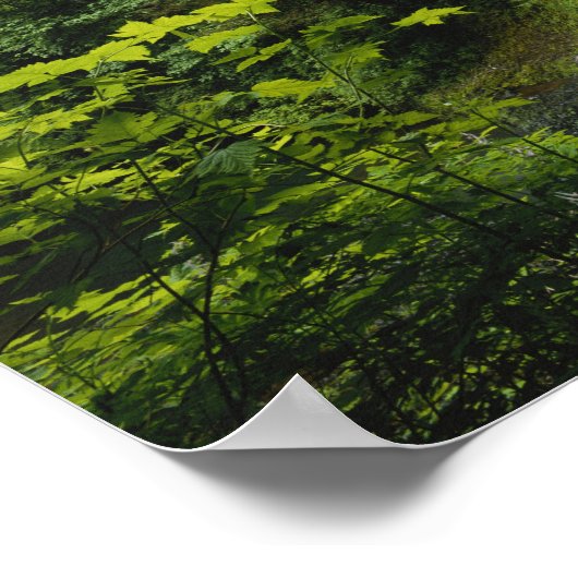 Mittelnord fällt, Silver Falls Staat Park, Poster (Ecke)