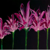 Mittelplatine Schneidebrett