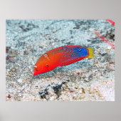 Mittelübergang Poster (Vorne)