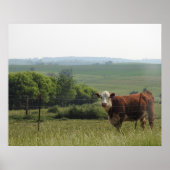 Mittelwestfotografie | Schöne Kuh und Landschaft Poster (Vorne)