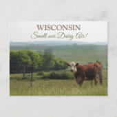 Mittelwestfotografie | Schöne Kuh und Landschaft Postkarte (Vorderseite)